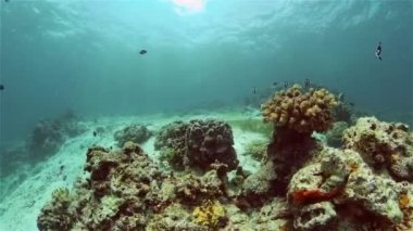 Mercan kayalıkları ve tropikal balıklar. Filipinler.