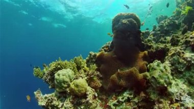 Mercan kayalıkları ve tropikal balıklar. Filipinler.