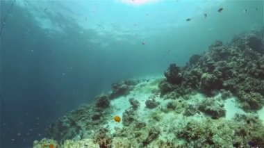 Mercan resifi ve tropikal balıklar su altında. Filipinler.