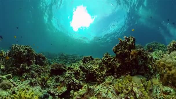 Rafa koralowa i tropikalne ryby. Filipiny. — Wideo stockowe