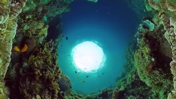 Recifes de coral e peixes tropicais. Bohol, Filipinas. — Vídeo de Stock