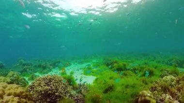 Mercan kayalıkları ve tropikal balıklar. Panglao, Filipinler.