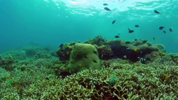 Recifes de coral com peixes subaquáticos. Bohol, Filipinas. — Vídeo de Stock