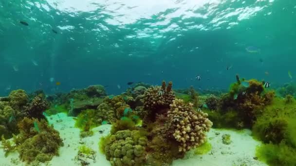 Κοραλλιογενή ύφαλο και τροπικά ψάρια. Panglao, Φιλιππίνες. — Αρχείο Βίντεο