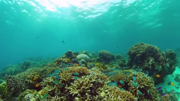 Korallrev och tropisk fisk. Panglao, Filippinerna. — Stockvideo