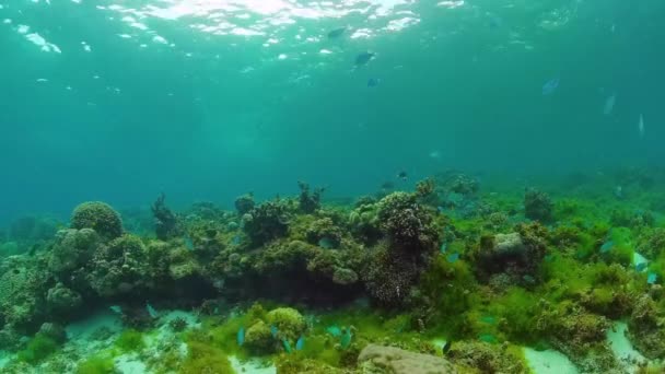Korallenriffe und tropische Fische. Panglao, Philippinen. — Stockvideo