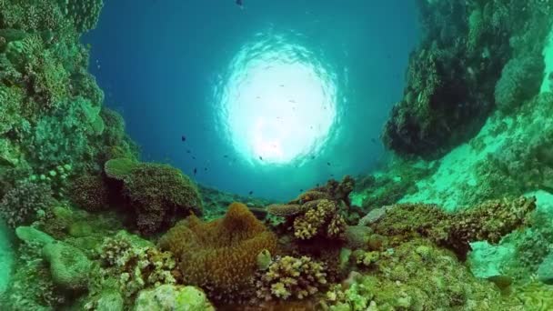 Lumea subacvatică a unui recif de corali. Panglao, Filipine . — Videoclip de stoc