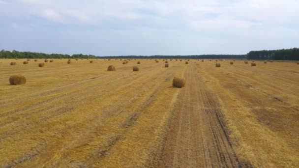 Campo com palheiro após a colheita. Paisagem rural. — Vídeo de Stock