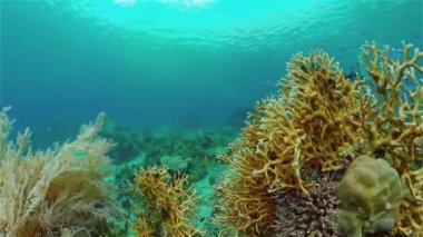 Mercan kayalıkları ve tropikal balıklar. Filipinler.