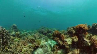 Mercan kayalıkları ve tropikal balıklar. Filipinler.