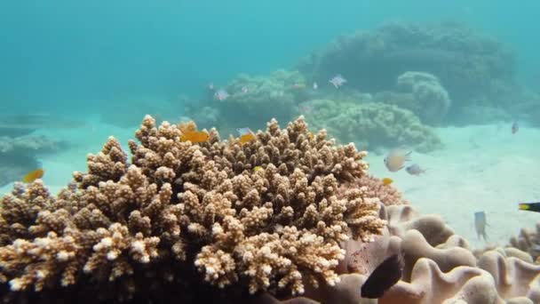 Recifes de corais e peixes tropicais subaquáticos. Leyte, Filipinas. — Vídeo de Stock