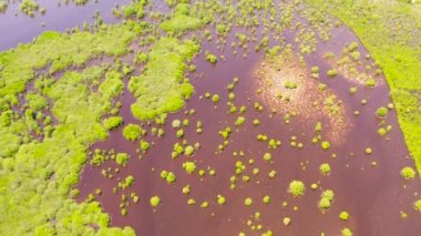 Filipinler, Mindanao adasında mangrovlu bir göl..