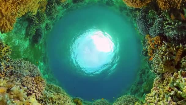 Il mondo sottomarino di una barriera corallina. Filippine. — Video Stock