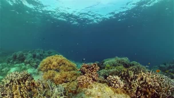 Il mondo sottomarino di una barriera corallina. Filippine. — Video Stock