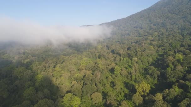 Tropisch landschap regenwoud en bergen — Stockvideo