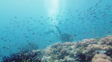 Mercan resifi ve tropikal balıklar su altında. Leyte, Filipinler.