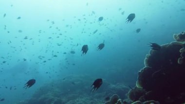 Mercan kayalıkları ve tropikal balıklar. Leyte, Filipinler.