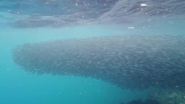 Spargimento di sardine in mare. Bohol, Filippine. — Video Stock