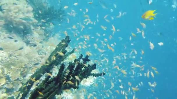 Arrecife de coral y peces tropicales bajo el agua. Leyte, Filipinas. — Vídeo de stock
