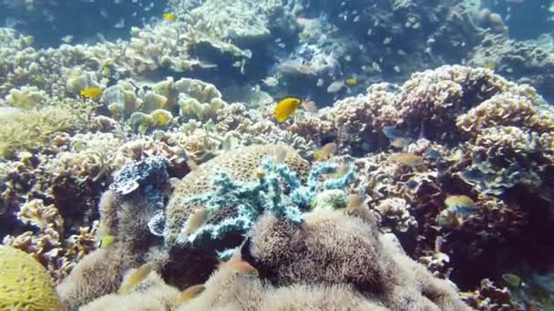 Karang karang dengan ikan di bawah air. Leyte, Filipina. — Stok Video
