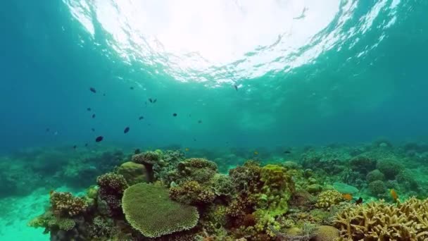 Recifes de corais e peixes tropicais subaquáticos. Bohol, Panglao, Filipinas. — Vídeo de Stock