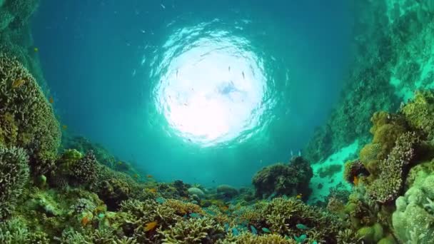 Mercan resiflerinin sualtı dünyası. Panglao, Filipinler. — Stok video