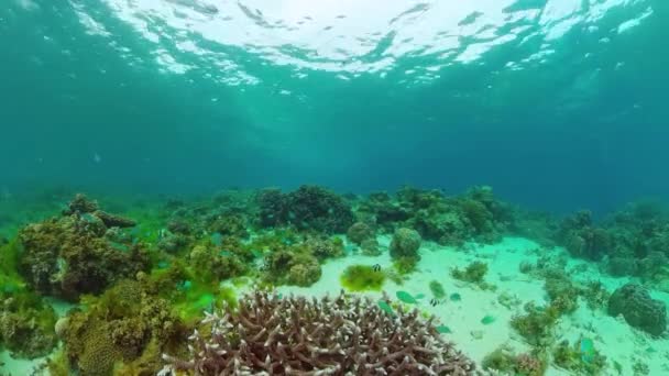 Korálové útesy a tropické ryby. Panglao, Filipíny. — Stock video