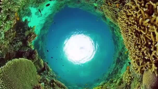 Undervattensvärlden av ett korallrev. Panglao, Filippinerna. — Stockvideo