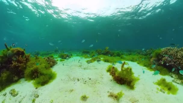 Récif corallien et poissons tropicaux sous-marins. Panglao, Philippines. — Video