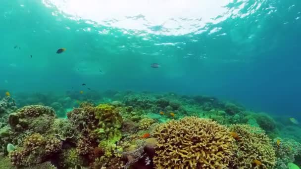 Barriera corallina e pesce tropicale. Panglao, Filippine. — Video Stock