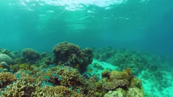 Le monde sous-marin d'un récif corallien. Panglao, Philippines. — Video