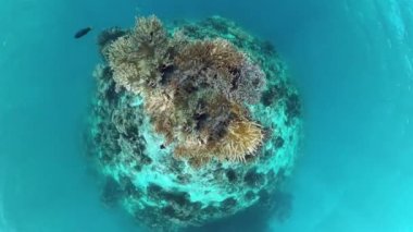 Mercan kayalıkları ve tropikal balıklar. Bohol, Filipinler.