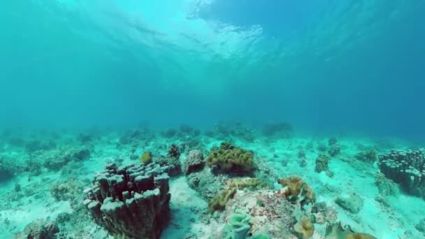 Egy korallzátony víz alatti világa. Panglao, Fülöp-szigetek. — Stock videók