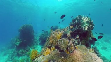 Mercan kayalıkları ve tropikal balıklar. Panglao, Filipinler.