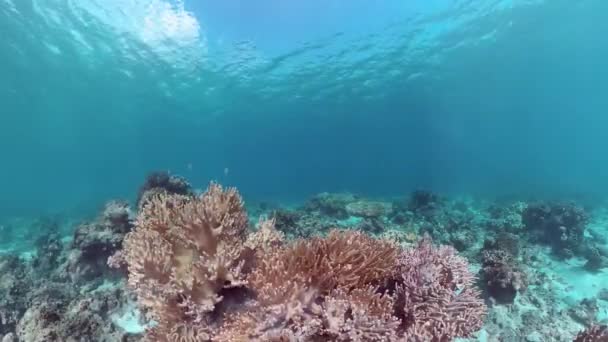 Karang karang dengan ikan di bawah air. Bohol, Filipina. — Stok Video