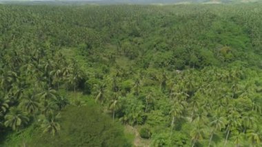 Palmiye ağaçlarıyla tropik bir manzara. Filipinler, Luzon