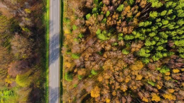 高角形的道路纵横交错在秋林之上，有着复制的空间. — 图库视频影像