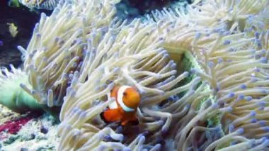 Deniz şakayığı ve palyaço balığı.