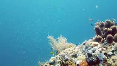 Mercan resiflerinin sualtı dünyası. Leyte, Filipinler.