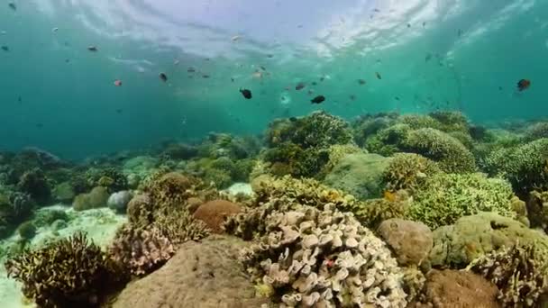 Dunia bawah laut terumbu karang. — Stok Video