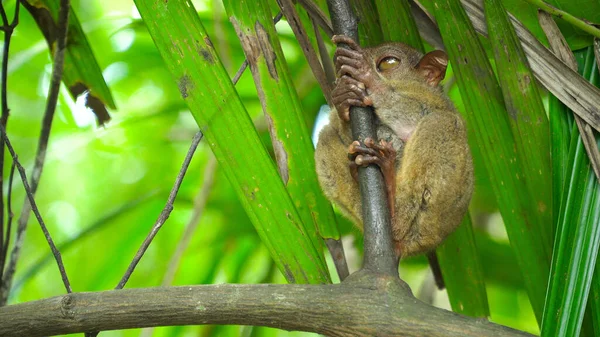 Tarsier i den regniga skogen. Bohol, Filippinerna. — Stockfoto