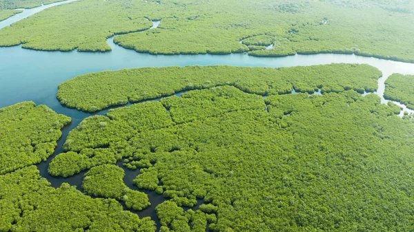 Mangrove ormanının ve nehrin havadan görünüşü.