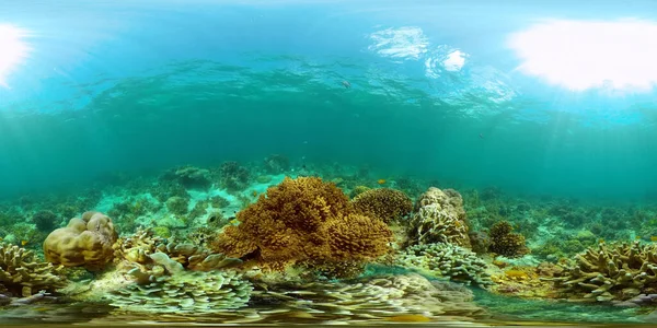 Coral reef and tropical fish. Philippines. Virtual Reality 360