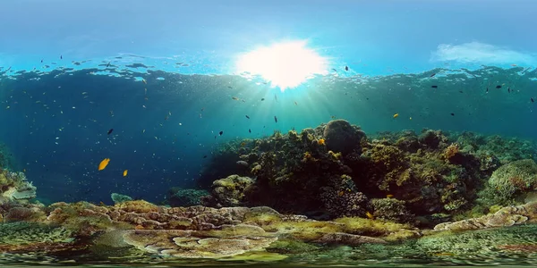 Korallzátony és trópusi halak a víz alatt. Fülöp-szigetek. 360 fokos nézet. — Stock Fotó