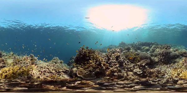 Korallrev och tropisk fisk under vatten. Filippinerna. 360 graders sikt. — Stockfoto
