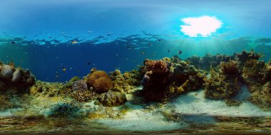 Mercan resifi ve tropikal balıklar su altında. Filipinler. 360 Derece Görünüm.