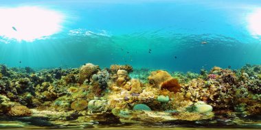 Coral reef and tropical fish. Philippines. 360-Degree view. clipart