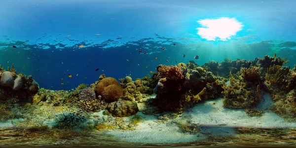Korallzátony és trópusi halak a víz alatt. Fülöp-szigetek. 360 fokos nézet. — Stock Fotó