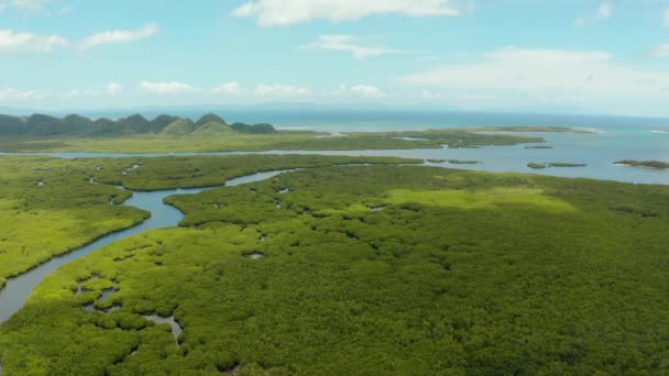 Vista aérea del bosque de manglares y el río. — Vídeo de stock