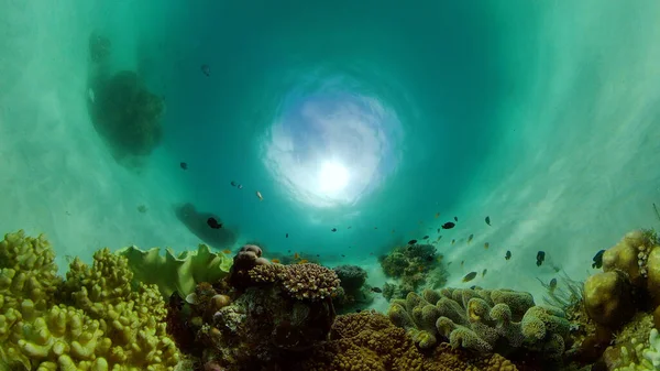 Récif corallien et poissons tropicaux. Philippines. — Photo